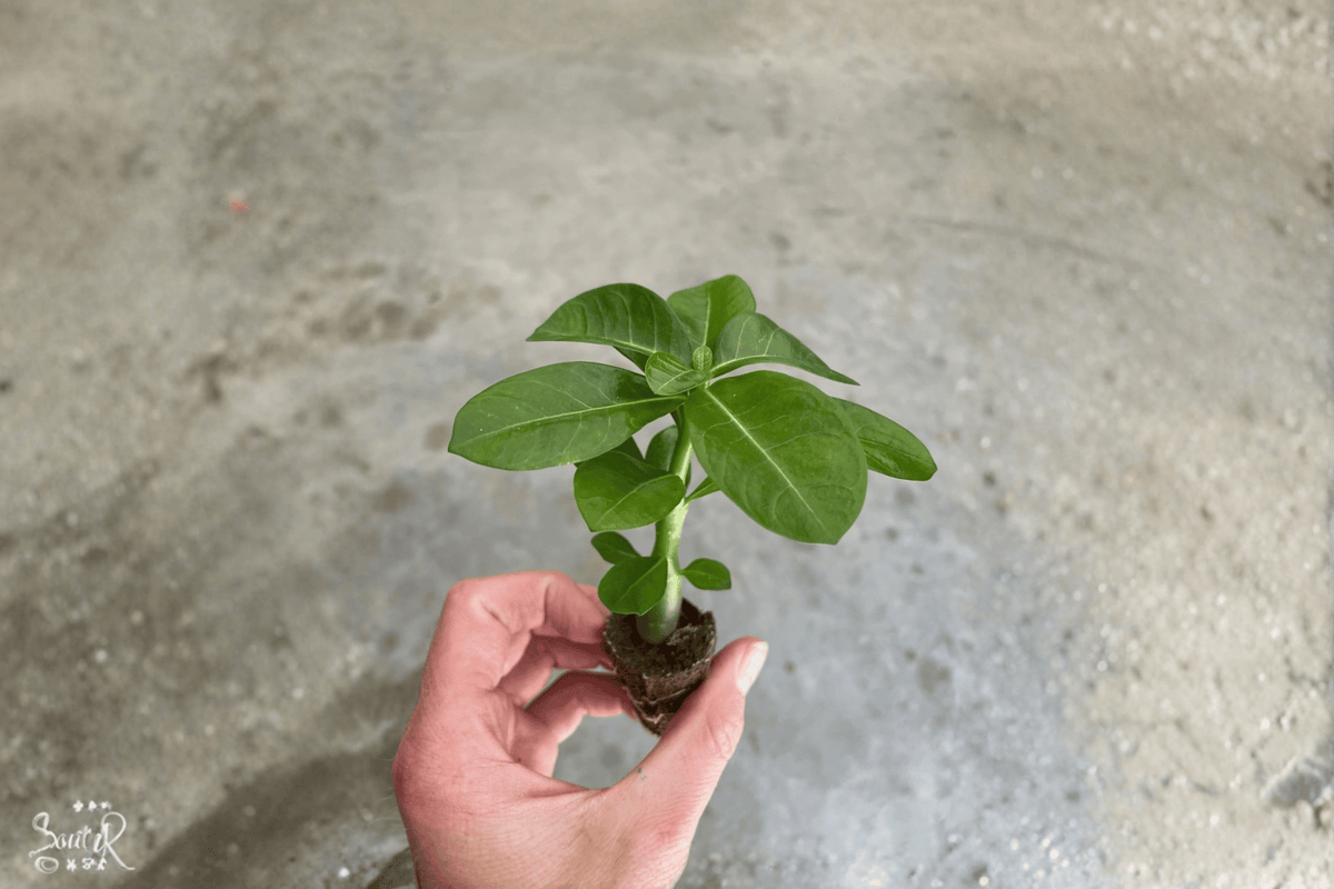 2 Red Desert Rose (Adenium obesum) Starter Plants – Bare Root – Live Succulents