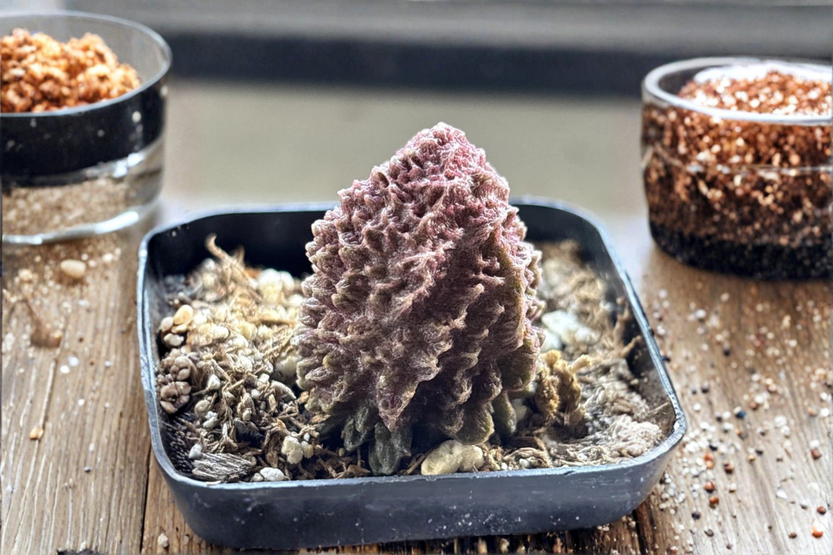 Adromischus marianae f. herrei Live Succulent Plant – Rare Collector Succulent