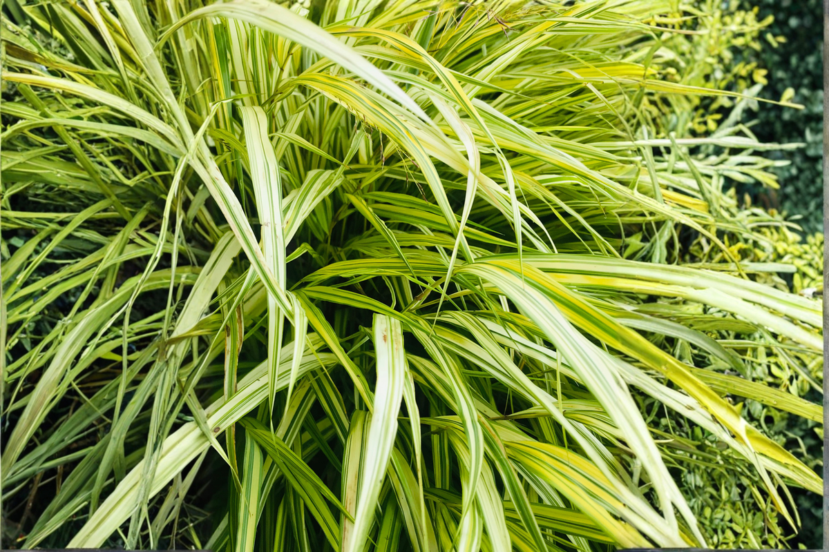 Aureola Japanese Forest Grass Starter Plant – Hakonechloa macra 'Aureola' Ornamental Grass