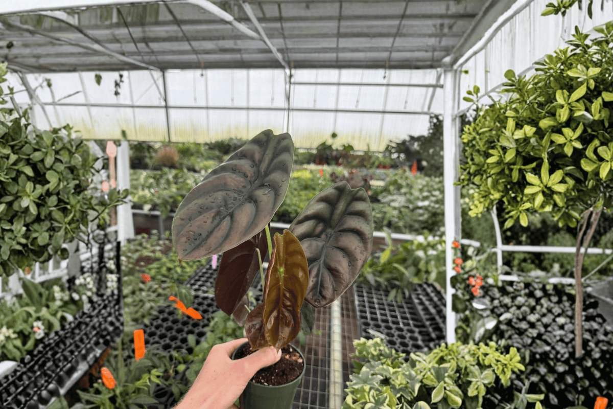 Alocasia Cuprea 2 Live Plants – 4-Inch Pots – Alocasia cuprea