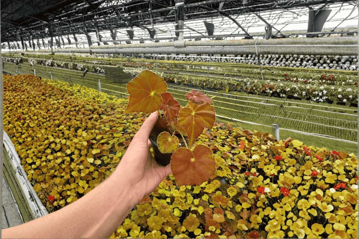 2 Begonia 'Amber Love' Starter Plants Bare Root – Begonia 'Amber Love'