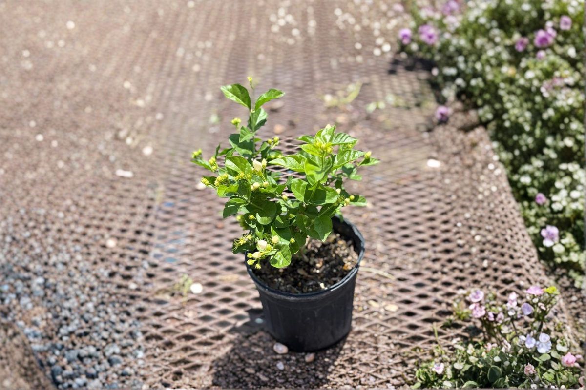 Arabian Jasmine Live Plant, 1-Gallon Pot, White Flowers, Jasminum sambac Indoor Outdoor Flowering Shrub