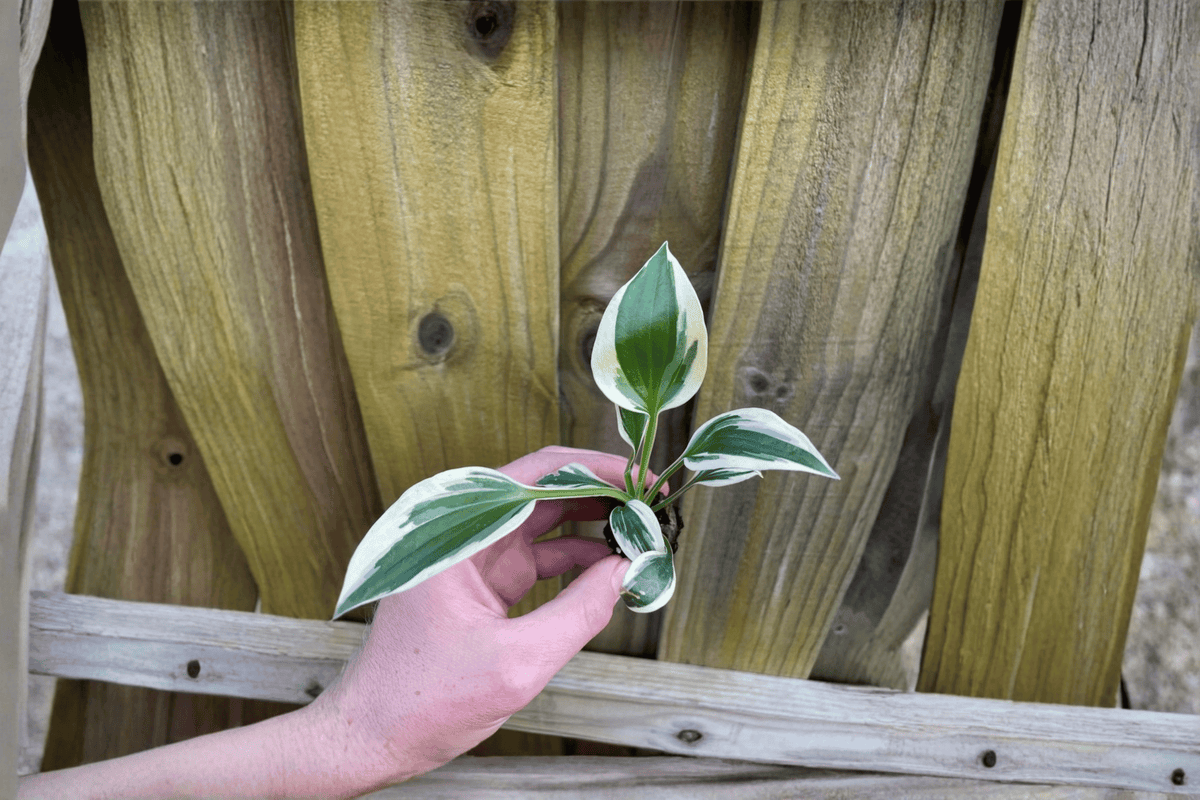 Hosta ‘Patriot’ 2 Live Starter Plants – Hosta Hybrid