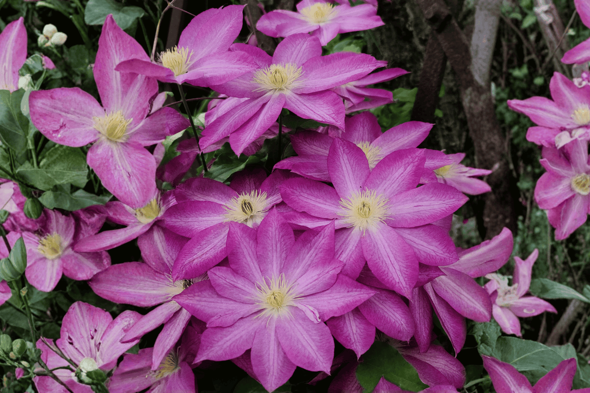 Abilene Clematis – 1 Live Climbing Plant, 1-Gallon Size – Clematis ‘Evipo027’