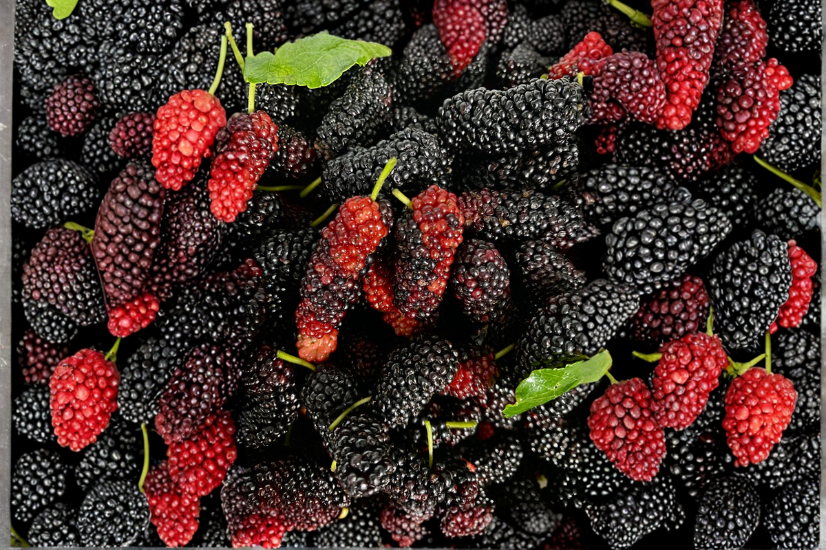 Dwarf Everbearing Mulberry Live Plant – Morus nigra Edible Fruit Tree