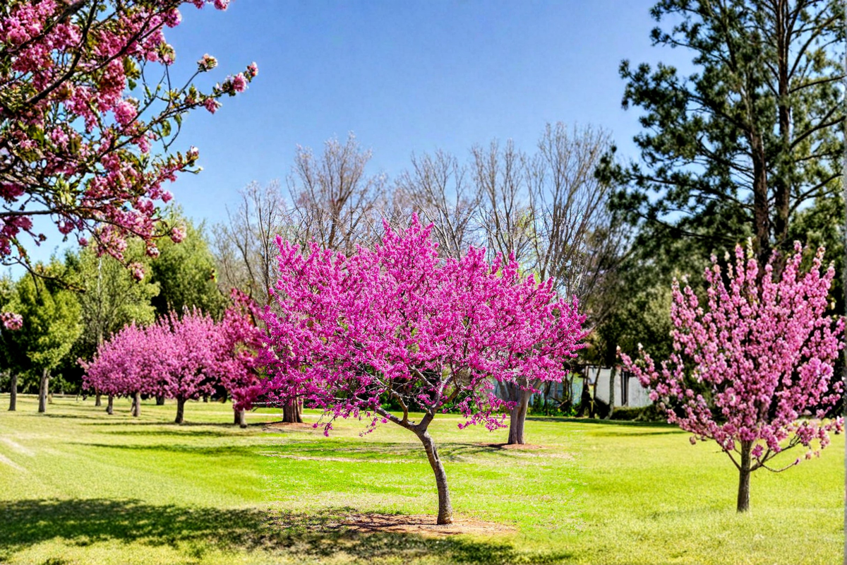 Oklahoma Redbud Tree 4–6 Ft Live Flowering Tree, Pink Spring Bloom Ornamental Tree for Garden Landscape