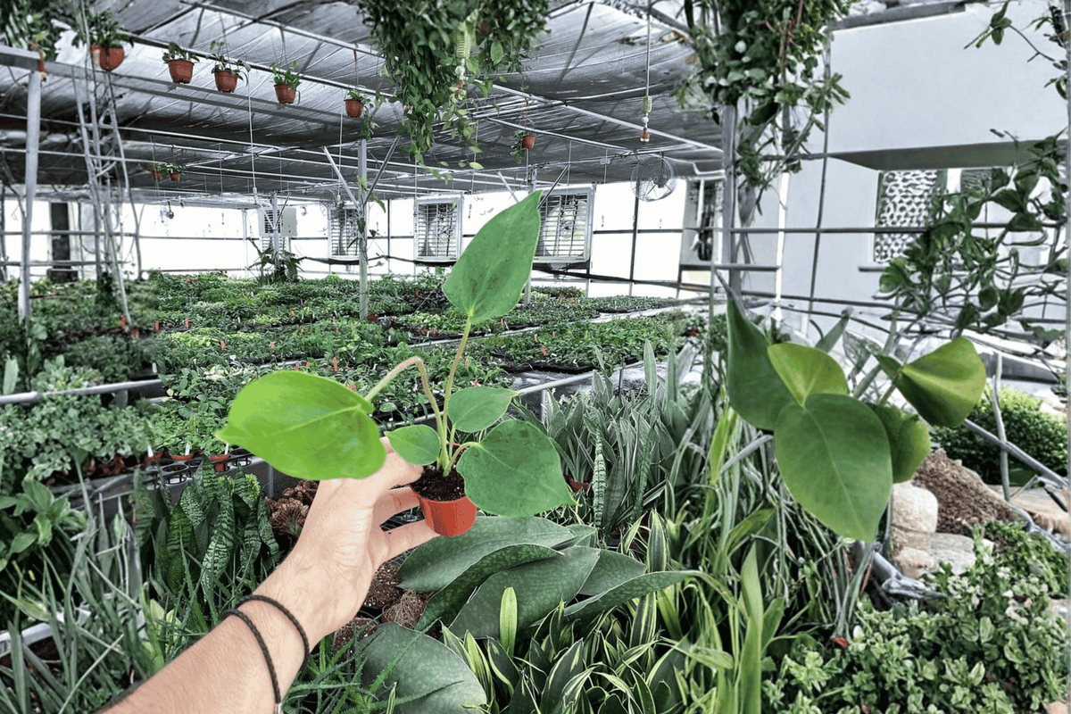 2 Anthurium Oaxaca Starter Plants – 2-Inch Bare Root Live Anthuriums
