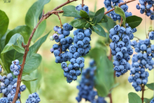 Elderberry Plant Live Shrub 1–3 Ft Berry Producing Sambucus spp. for Garden & Landscape