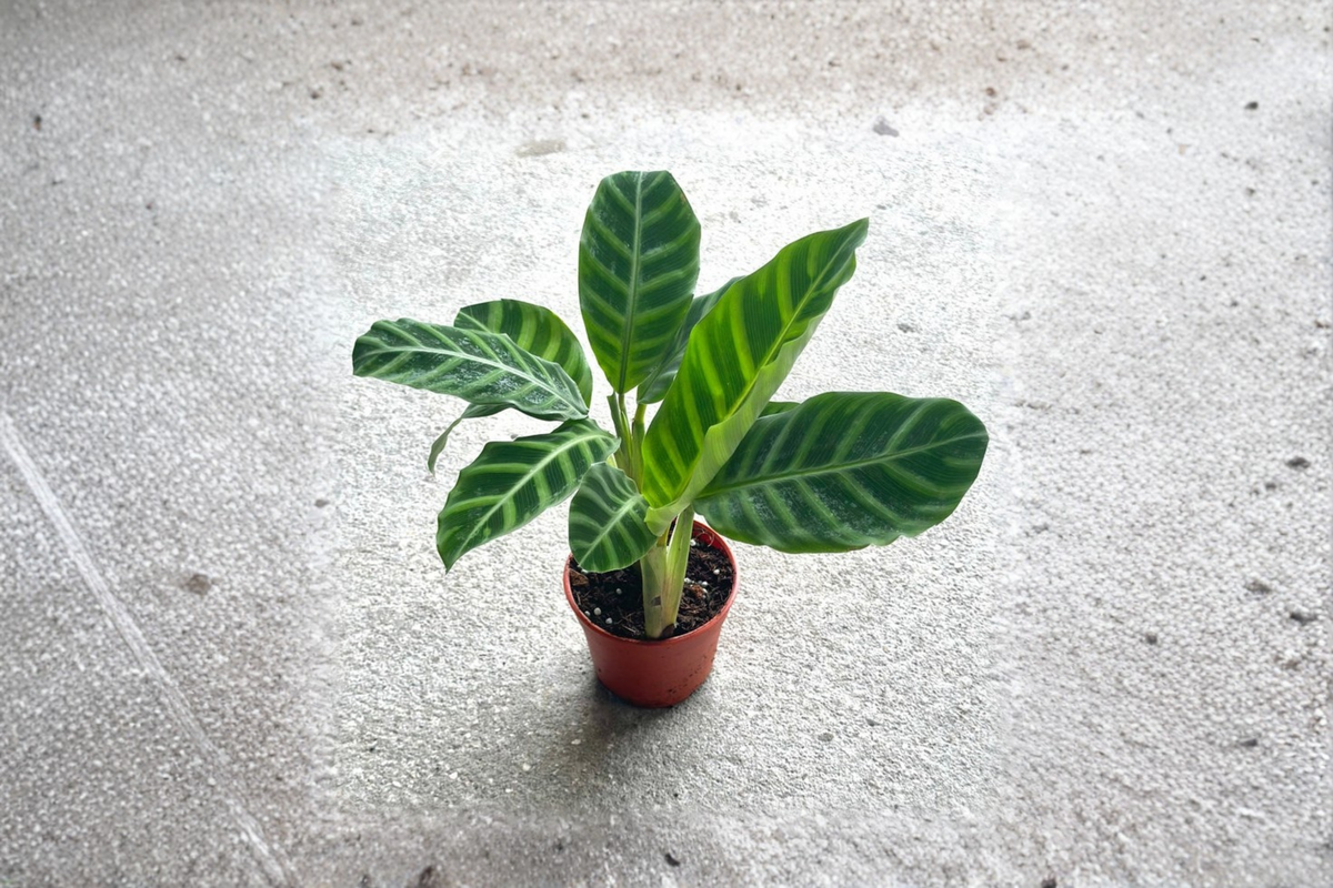 Calathea Zebrina Live Plant | 4-Inch Pot | Striped Zebra Foliage | Tropical Houseplant Indoor Gift