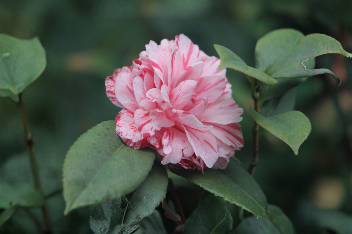 Les Marbury Camellia Japonica Live Starter Plant in 3 Inch Pot - Evergreen Ornamental Shrub