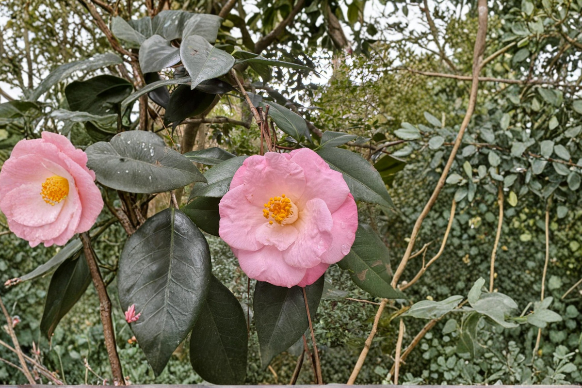 Japanese Camellia â€˜Berenice Boddyâ€™ 1 Gallon Live Plant – Evergreen Flowering Shrub for Shade Gardens, Camellia japonica