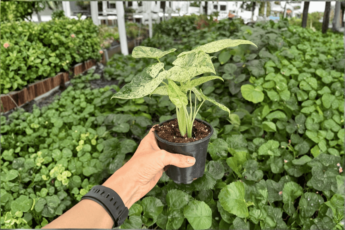 2 Exact Alocasia odora 'Batik Snow' Variegated Live Plants in 4-Inch Pots – Alocasia odora 'Batik Snow'