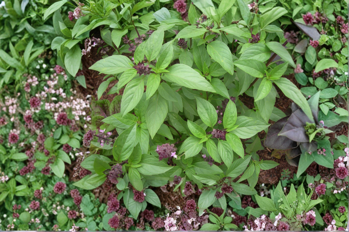 Thai Basil Live Plants – 2 Rooted Herb Plants, Ocimum basilicum var. thyrsiflora, GMO Free, Starter Plants Without Pot