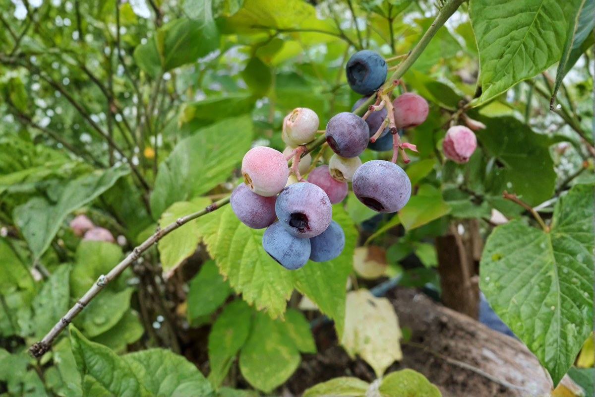 Pink Lemonade Blueberry Live Plants 2 Rooted Starters in 1 Qt Pots Vaccinium Fruit Bearing Shrub Plant