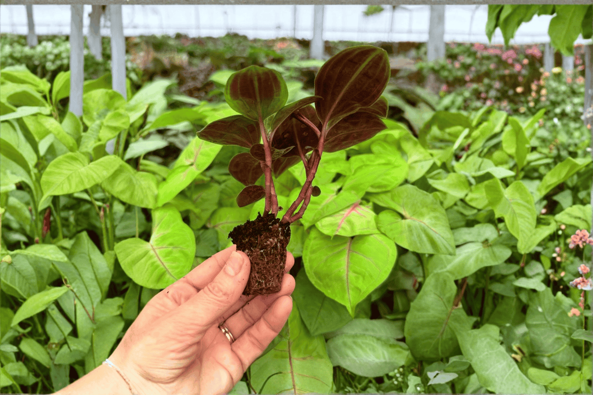 Geogenanthus Poeppigii 2 Exact Live Starter Plants – Geogenanthus poeppigii  Primary Keyword: Geogenanthus Poeppigii