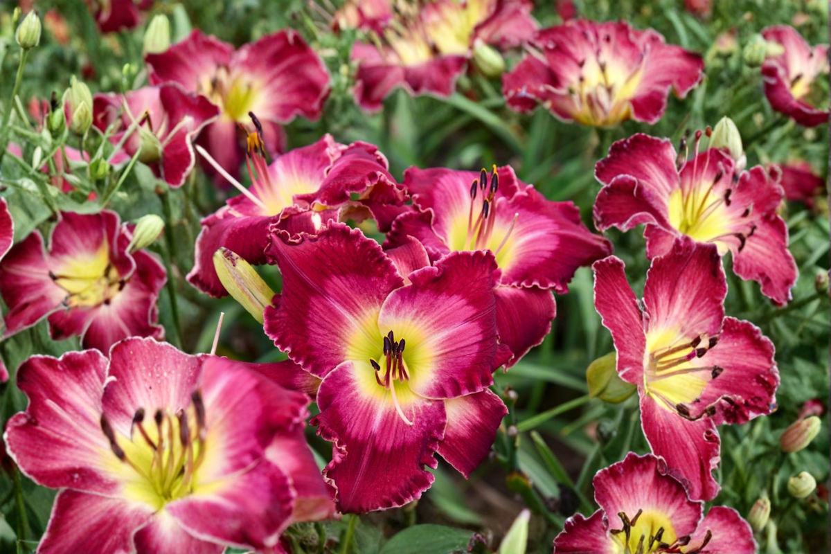 Blood Sweat And Tears Daylily Bare Root 3 Pack, Red Yellow Blooms, Perennial Flower, Hemerocallis