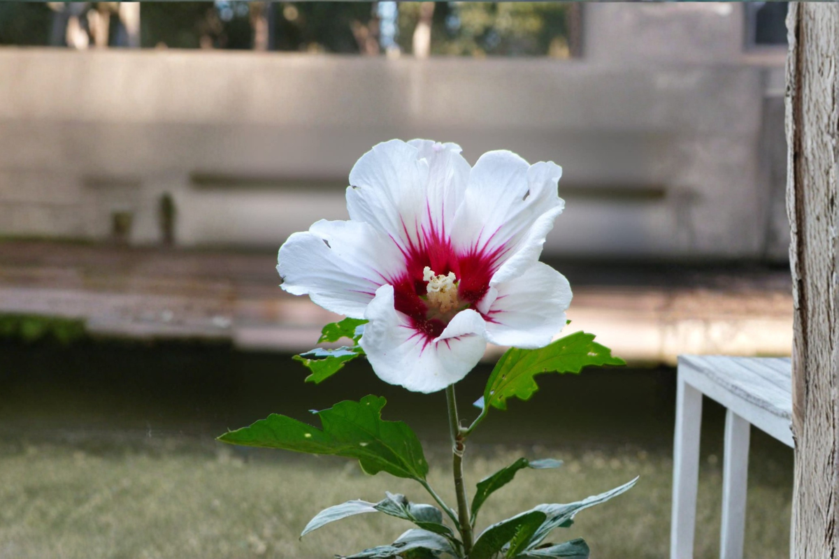 White Rose of Sharon Plant Double Flower Althea 1 Gal Hibiscus Shrub Live Outdoor Garden Flowering Plant