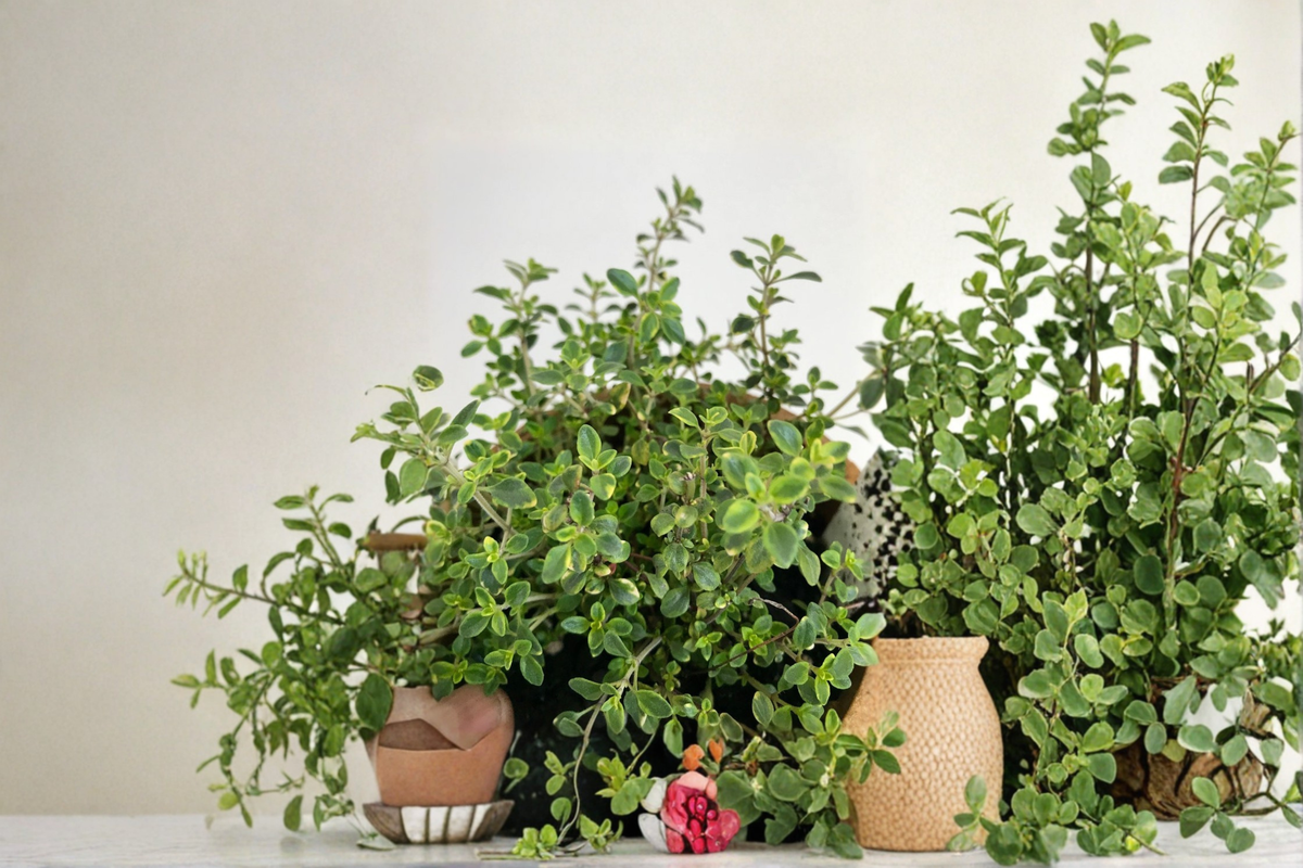 Gold Variegated Lemon Thyme Live Plant Organic Perennial Herb 5 Inch Rooted Plant Colorful Garden Herb Free Shipping