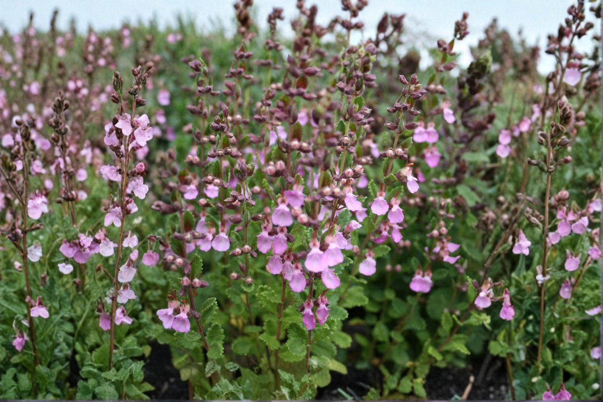Organic Pineapple Sage Live Plant Salvia elegans Red Flower Herb Plant Hummingbird Garden Starter Plant Free Shipping