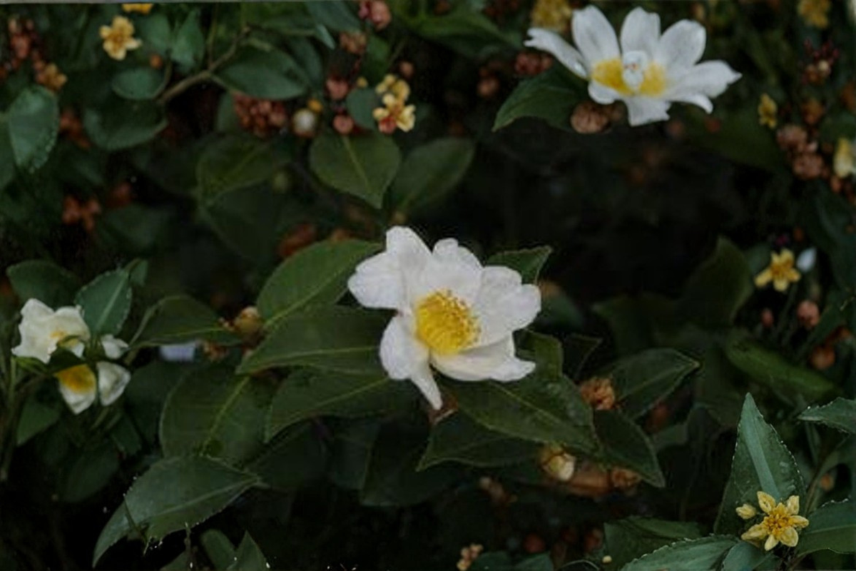 Winter’s Star White Camellia Live Plant, 1-Gallon Pot, Evergreen Shrub with White Flowers, Cold Hardy Hybrid Camellia, Garden Plant