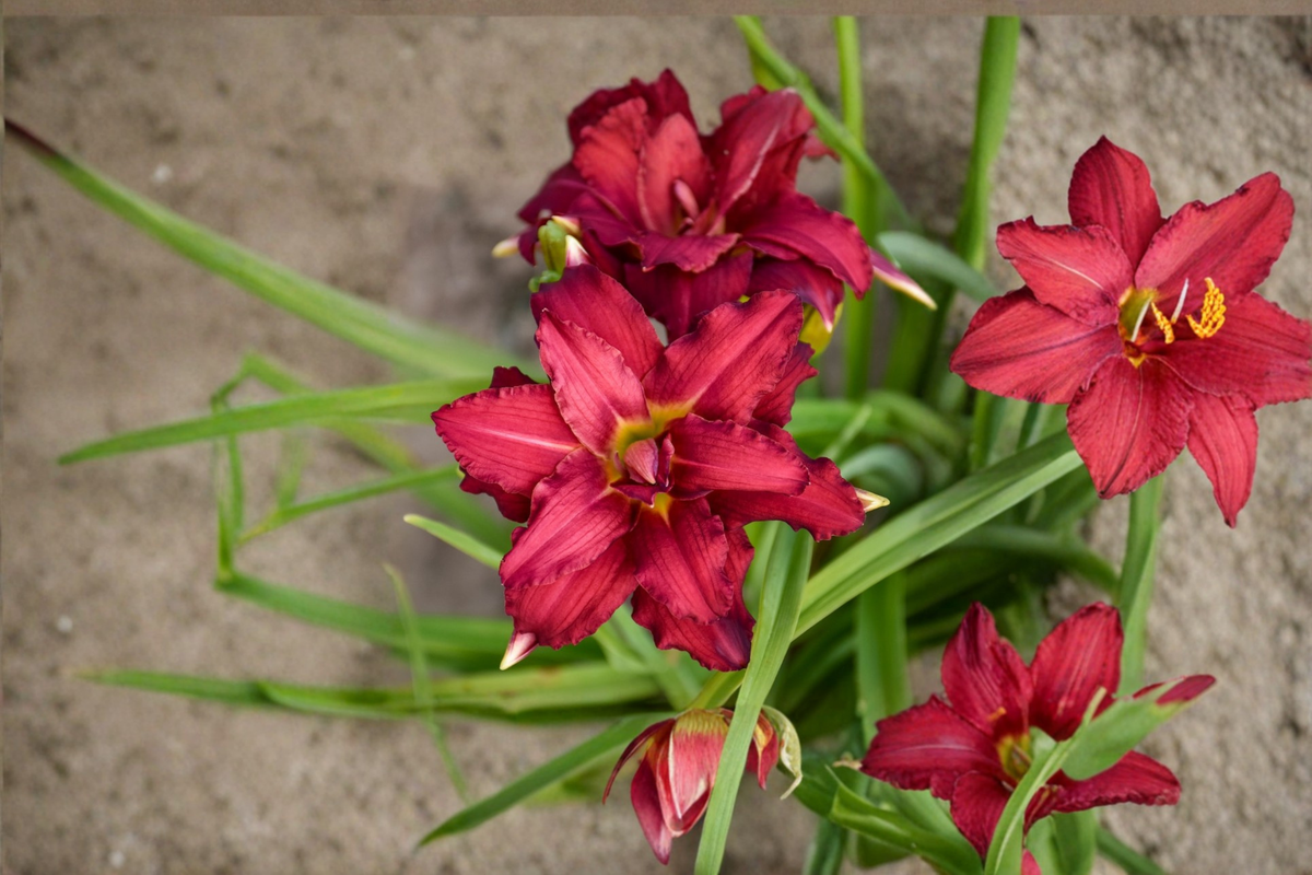 Double Pardon Me Daylily 1 Bare Root Plant Red Double Flower Perennial Easy Care Garden Border Hemerocallis