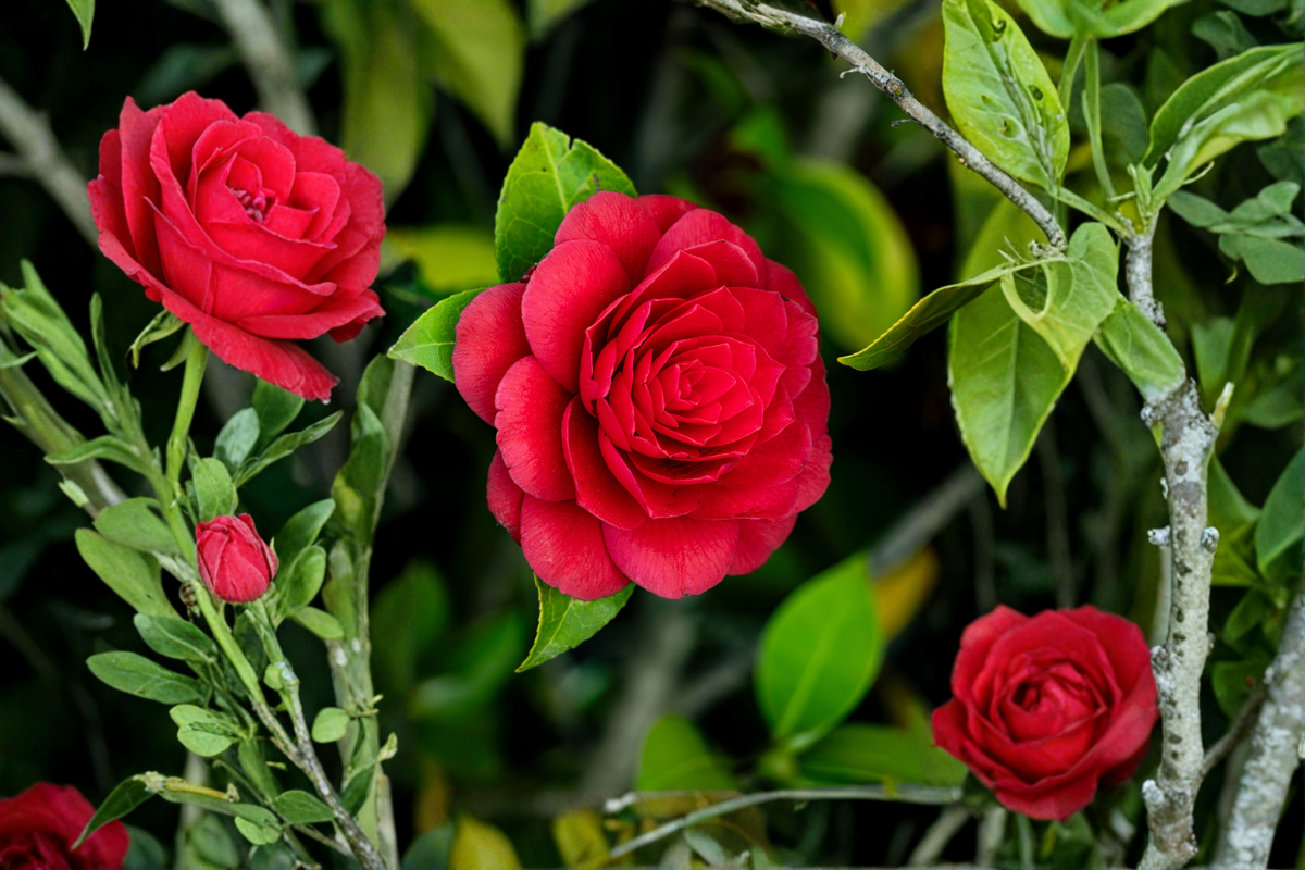 Black Tie Camellia Japonica Live Starter Plant – 1 Well-Rooted Plant Shipped in Pot (Camellia japonica 'Black Tie')