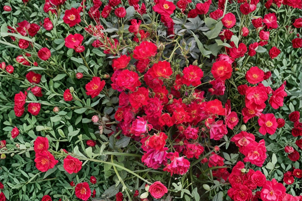 6 Hot Pink Ivy Geranium Live Starter Cuttings 6-Inch – Pelargonium peltatum