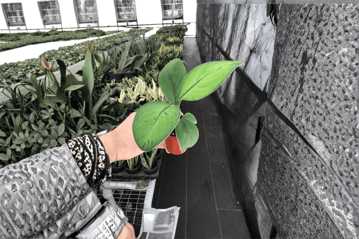 2 Homalomena 'Selby' Starter Plants – Bare Root – Homalomena 'Selby'