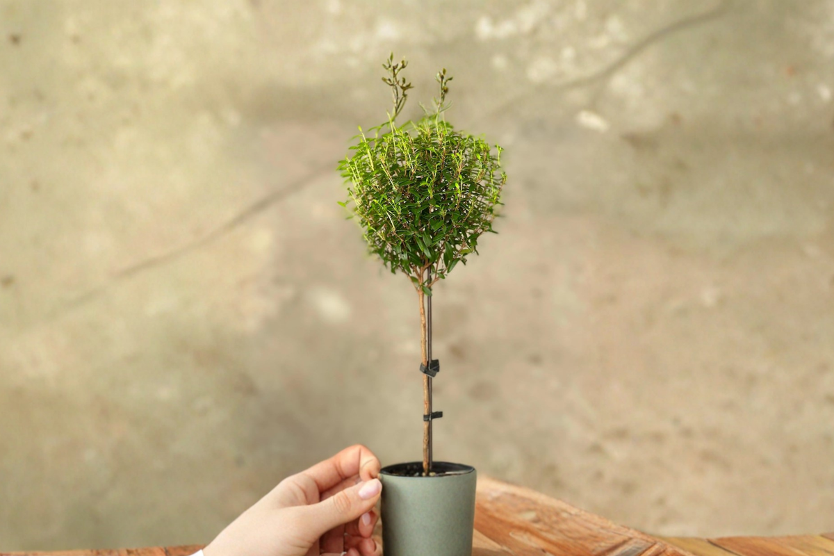 Myrtle Topiary Live Plant Bonsai Tree Indoor Houseplant Rooted Starter Plant Home Decor Garden Gift