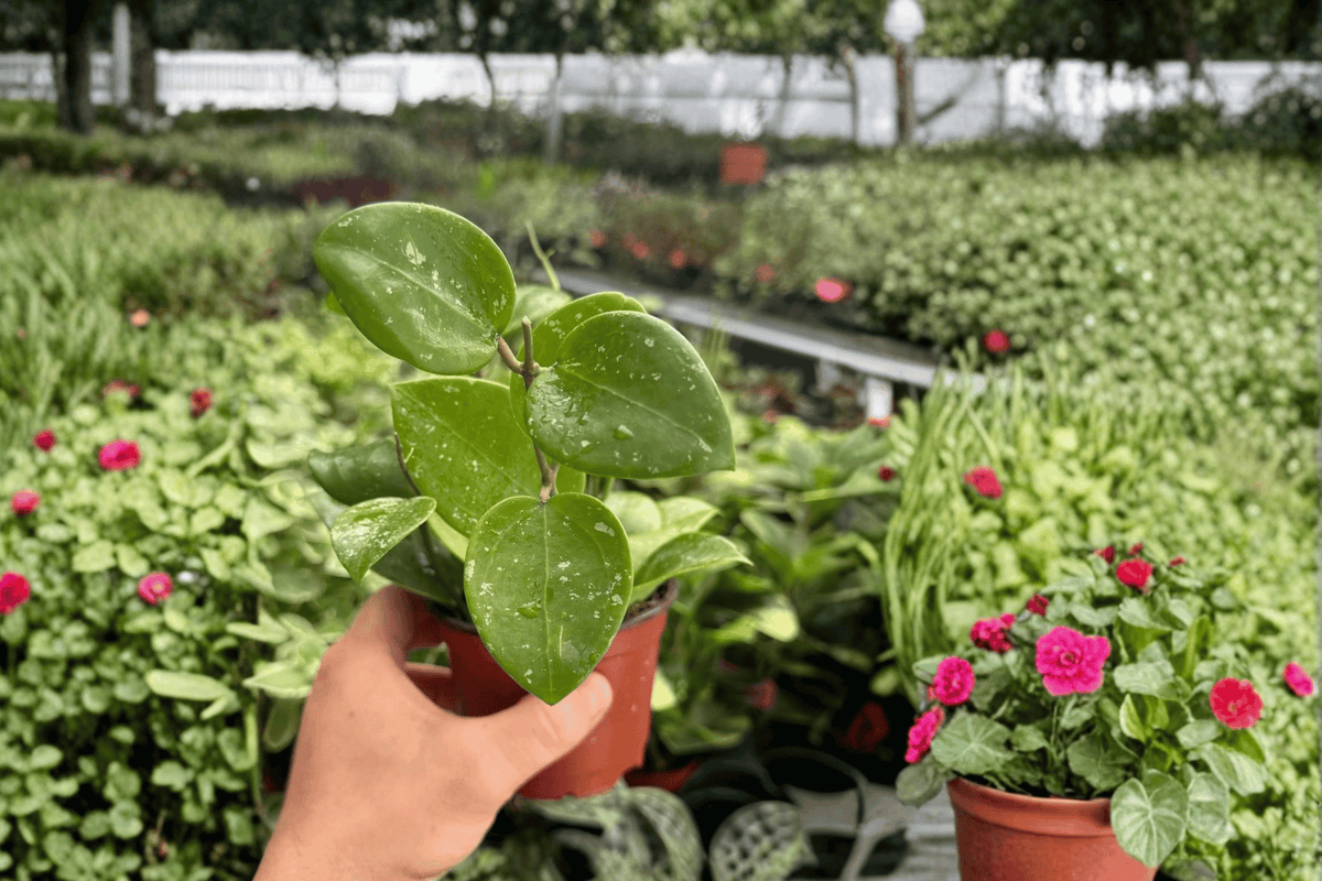 Hoya Parasitica Splash 2 Exact Live Plants – 4-Inch Pots – Hoya parasitica