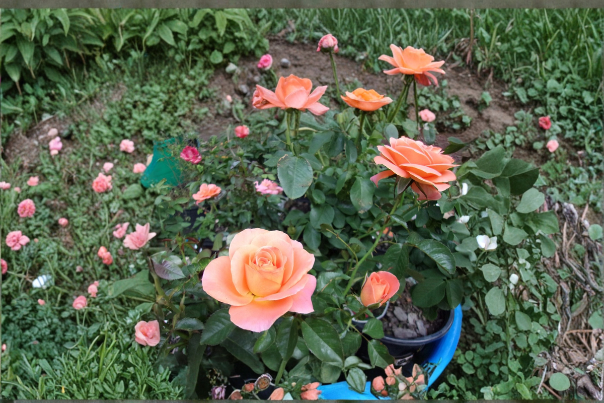 New Year Grandiflora Rose Plant 1 Gal – Live Orange Bloom Bush for Garden Landscaping, Flowering Shrub, Outdoor Rose Rosa spp.