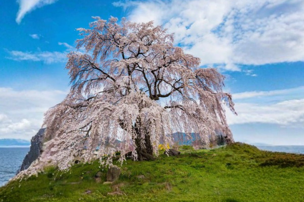 White Snow Fountain Weeping Cherry Tree Seeds Rare Flowering Ornamental Tree Seeds Pack of 5 Seeds with Instructions