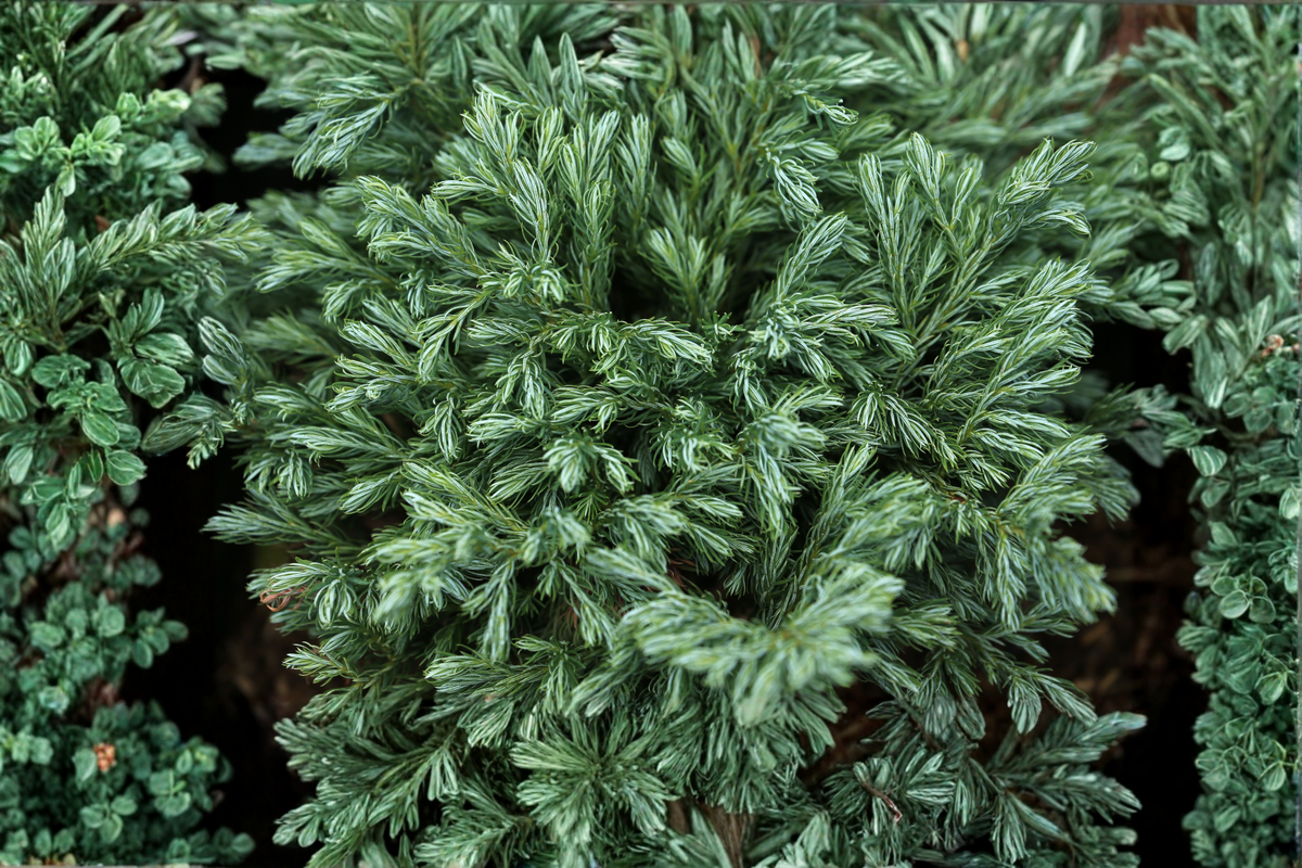 Globosa Nana Dwarf Cryptomeria Live Plant in Grow Bag – Cryptomeria japonica Compact Evergreen