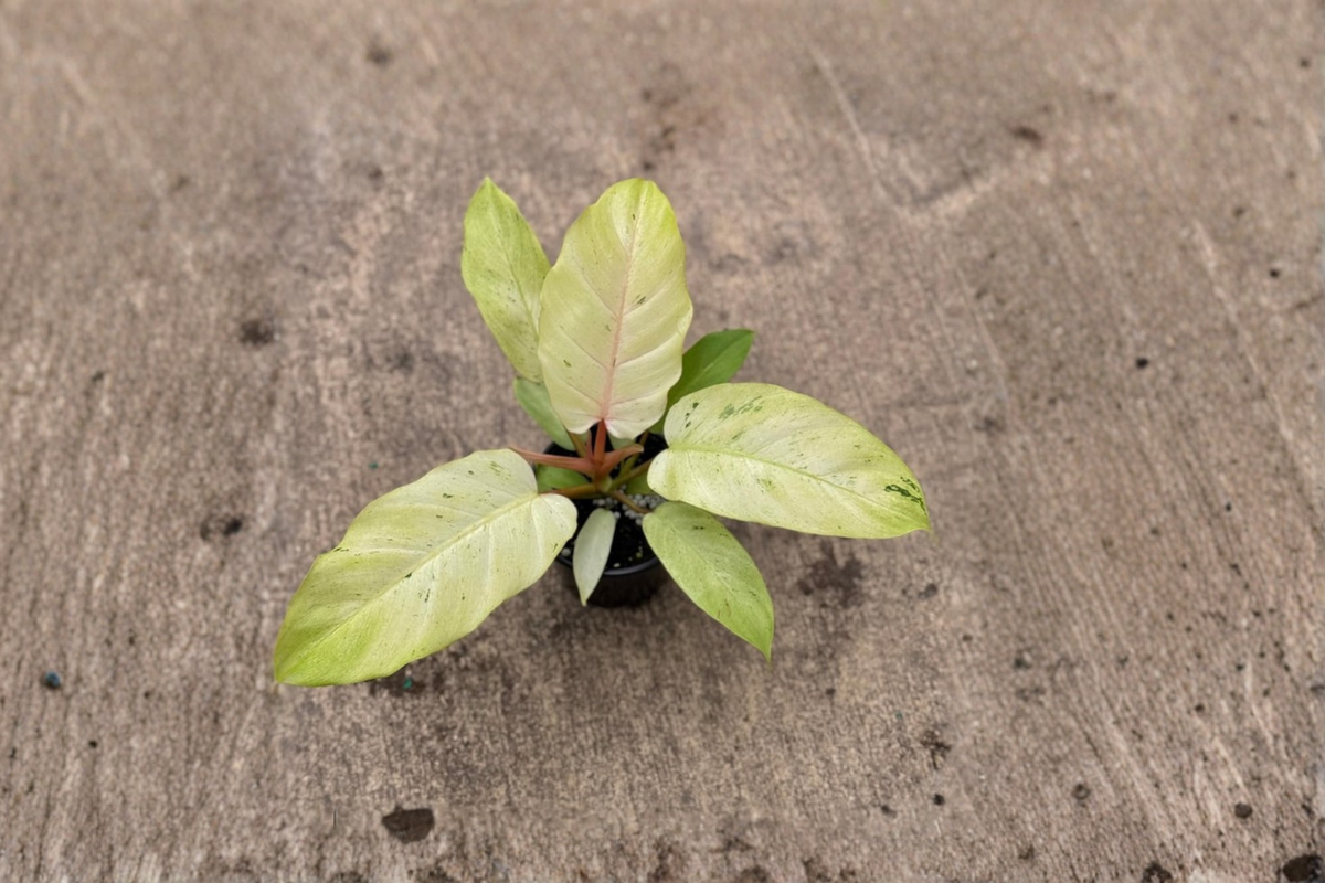 Philodendron Snowdrift Live Plant Variegated White Leaf Tropical Houseplant 4 Inch