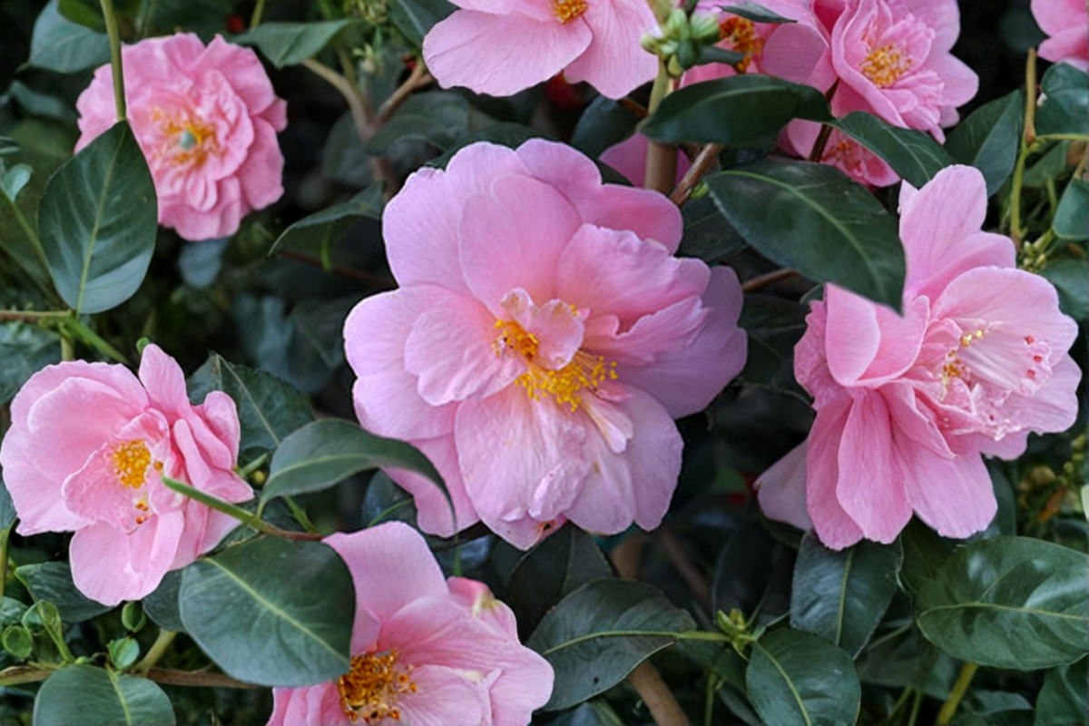 Fall Blooming Camellia ‘Autumn Pink Icicle’ 1 Gallon – Camellia sasanqua Pink Flowering Evergreen Shrub