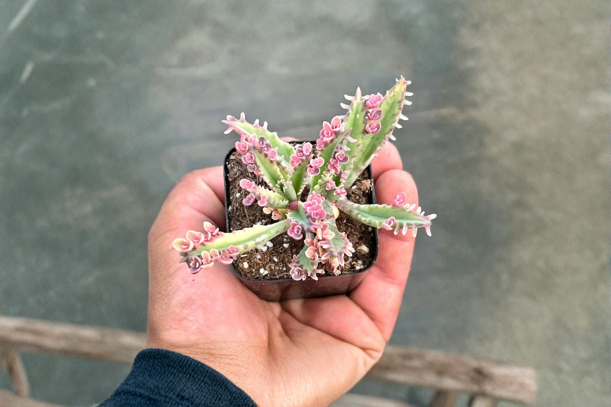 Kalanchoe Pink Butterflies Live Plant Rare Succulent Indoor Starter Houseplant Gift