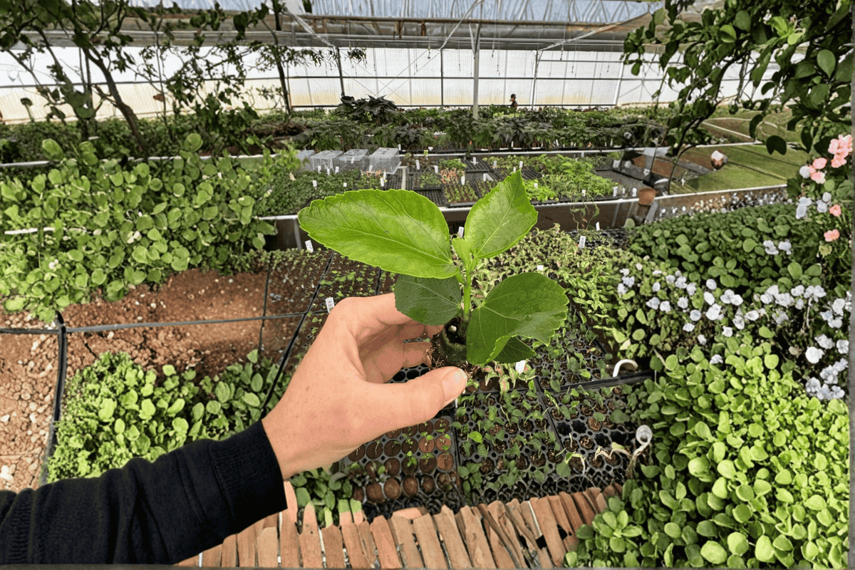 2 Quasar Hibiscus Starter Plants – Live Tropical Hibiscus