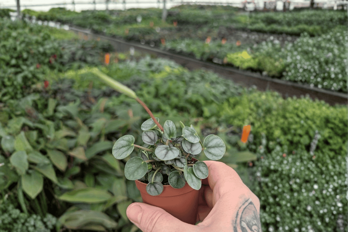 2 Peperomia 'Little Toscani' Starter Plants – Bare Root – Peperomia 'Little Toscani'