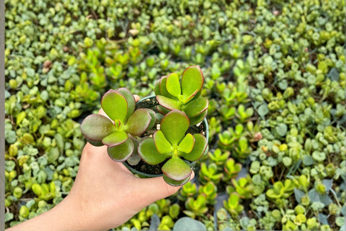 Live Jade Plant Bonsai Succulent - 4 Inch Rooted Crassula ovata Indoor Houseplant for Decor & Gifts