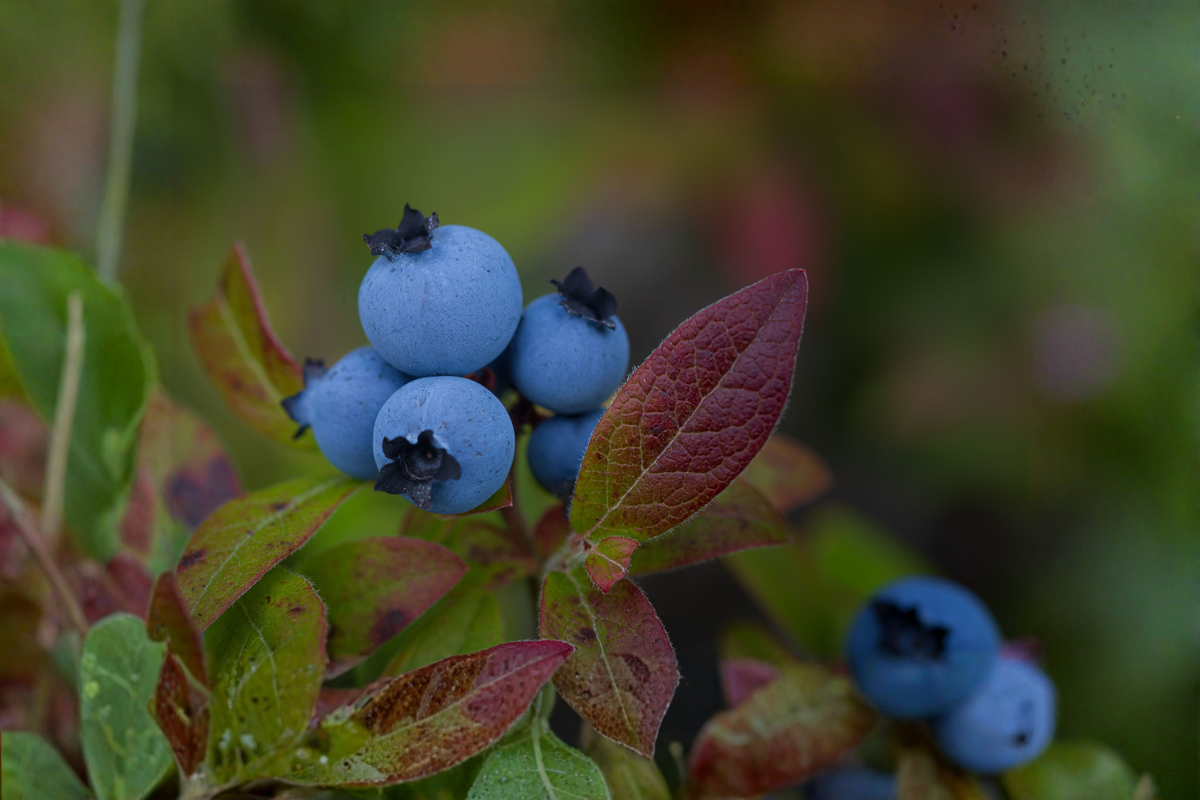 Powder Blue Blueberry Live Plant, 18-24 Inches, Vaccinium ashei 'Powderblue', Rabbiteye Fruit Shrub, Edible Garden, Container Plant