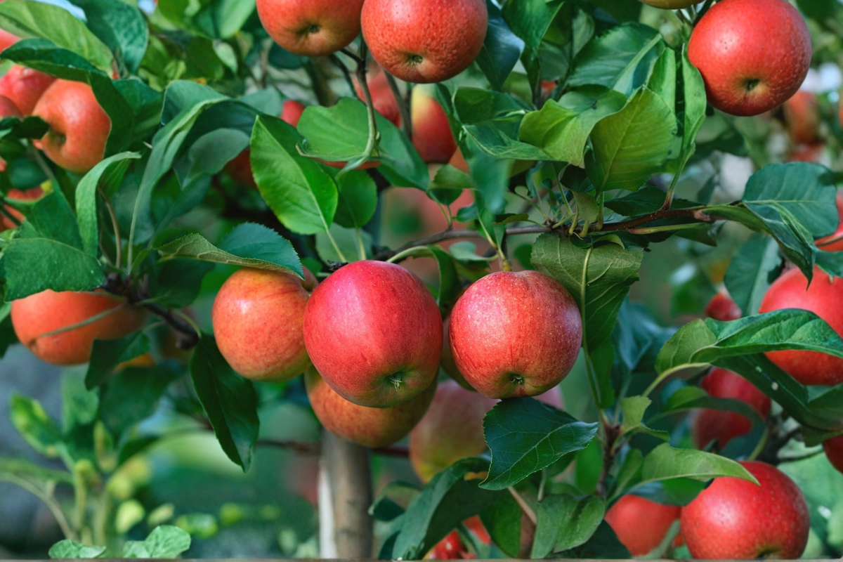 Ein Shemer Apple Tree Live Plant 4–6 Ft Fruit Tree, Apple Tree for Garden Orchard, Deciduous Backyard Tree