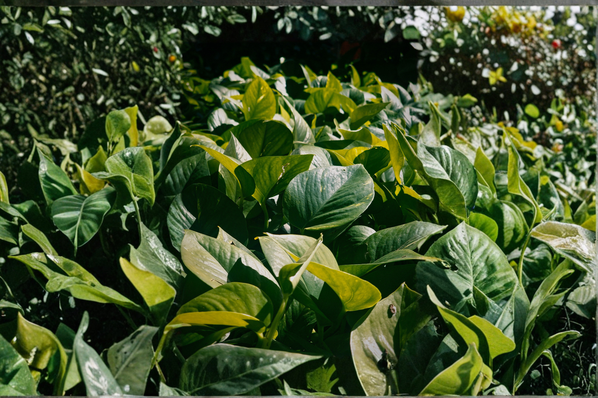 Jade Pothos Live Plant in 4-Inch Pot – Epipremnum aureum