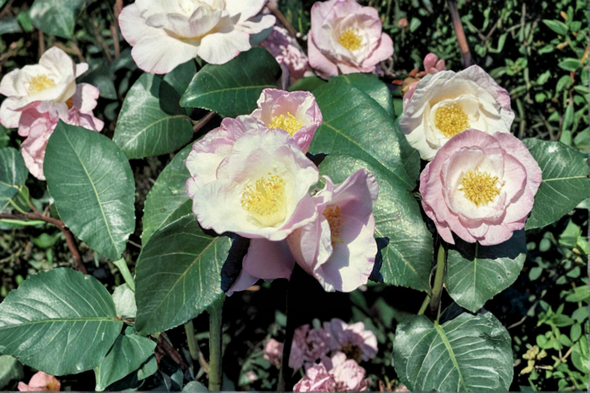 Japanese Camellia ‘Japanese Fantasy’ 1 Gallon Live Plant – Pink and White Flowering Evergreen Shrub Camellia japonica