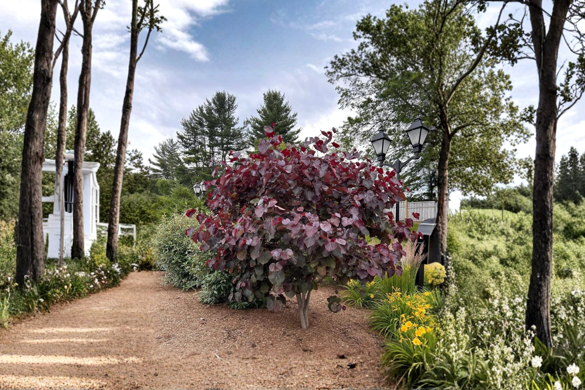 Merlot Redbud Tree 4-6 ft Live Plant, Cercis canadensis Burgundy Foliage, Spring Flowering Ornamental Tree for Garden Landscape