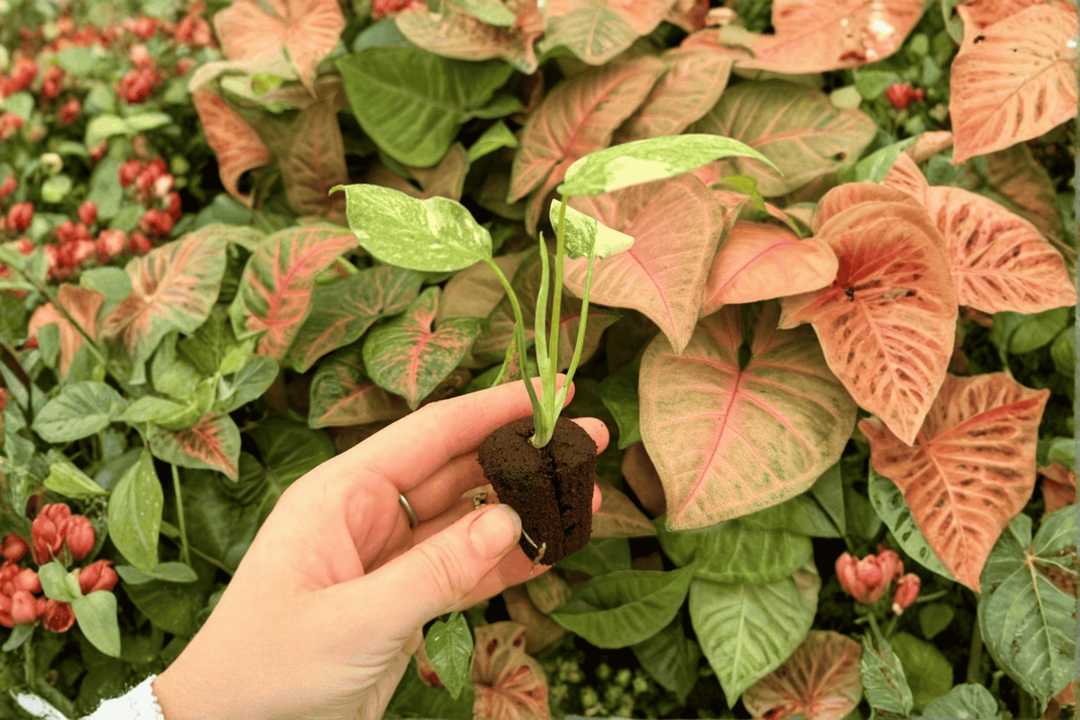 Monstera ‘Legacy’ 2 Exact Live Starter Plants – Monstera deliciosa