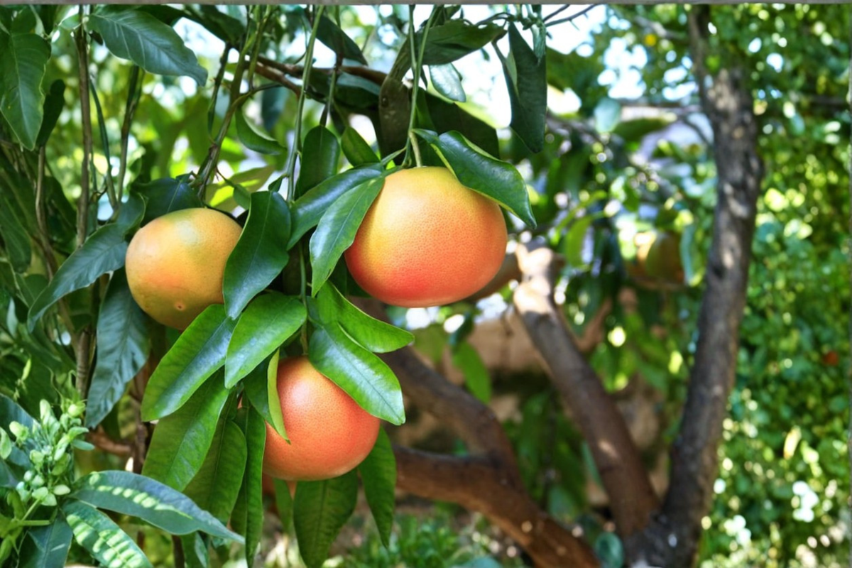 Rio Red Grapefruit Tree Live Citrus Plant Fruiting Age, Seedless, Rare Variety, Citrus Tree for Garden or Container Planting