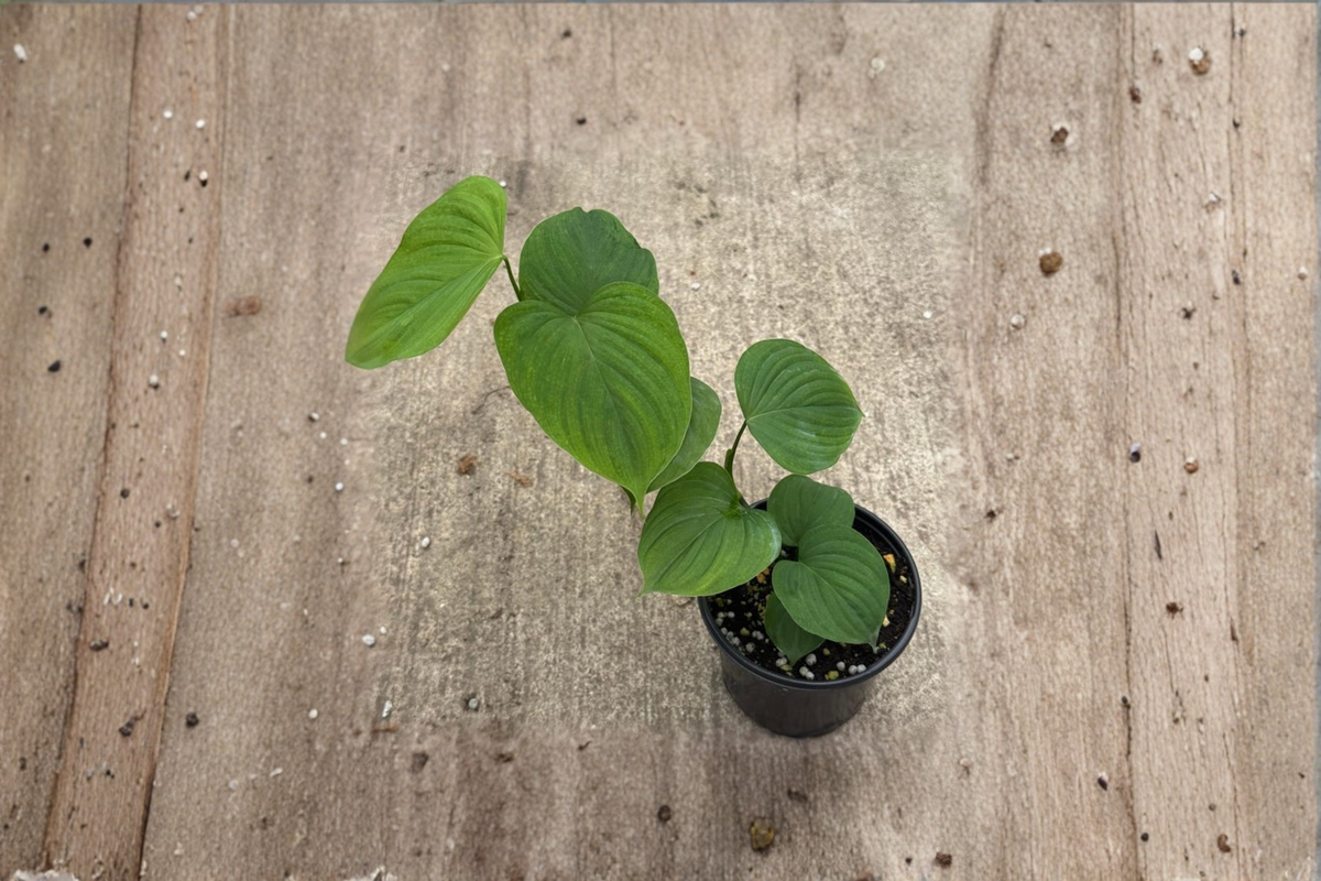 Philodendron Peru Live Plant 4 Inch Pot Tropical Leafy Houseplant Indoor Climbing Plant Gift
