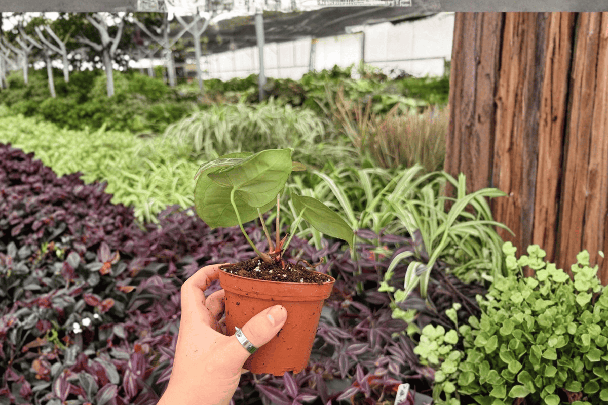 Anthurium Hoffmannii × Green Mamba 2 Exact Live Plants – Specific 4” Size Bare Root