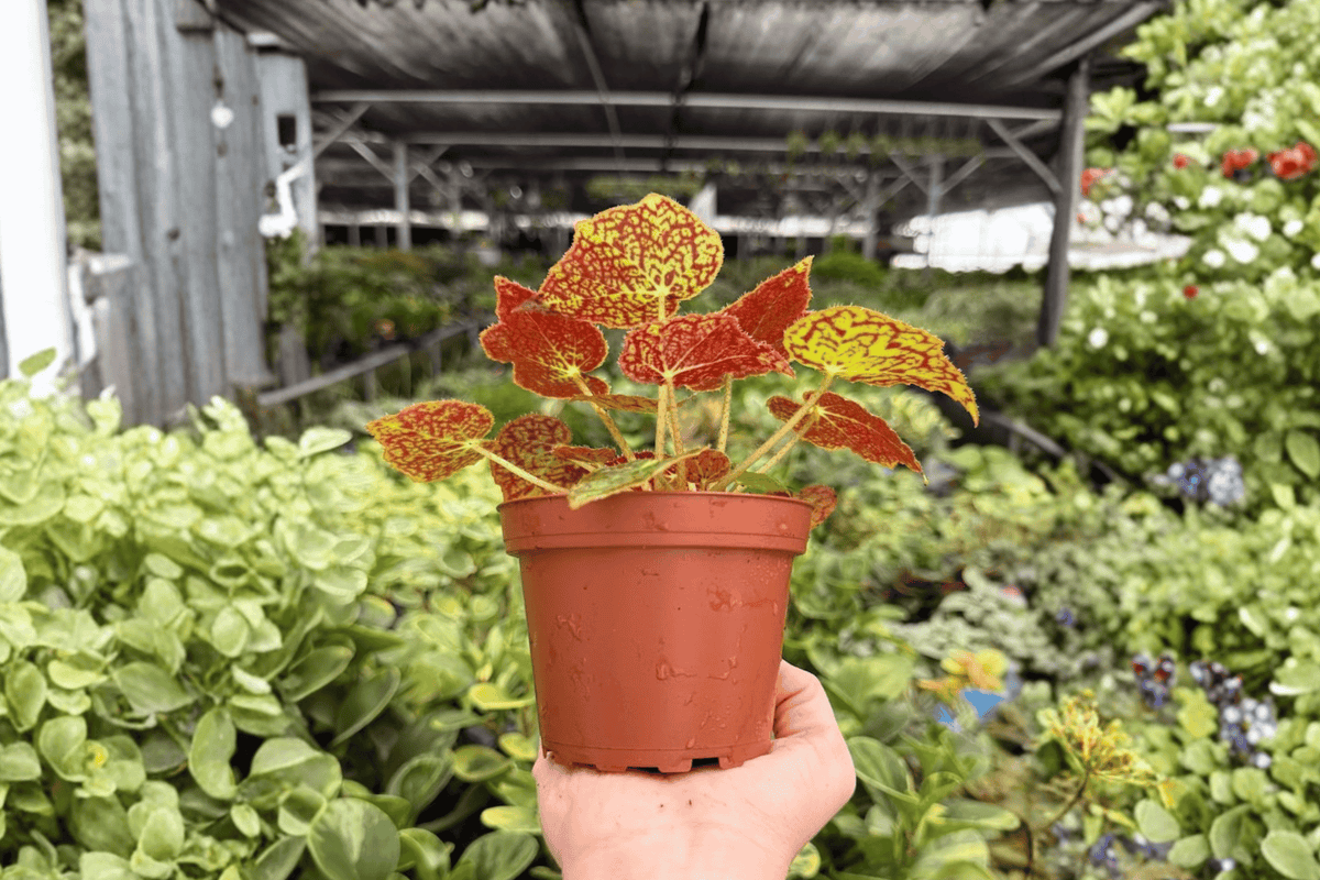 Begonia Harmony’s Aces High 2 Exact Live Plants – Begonia ‘Harmony’s Aces High’ 4” Size Bare Root