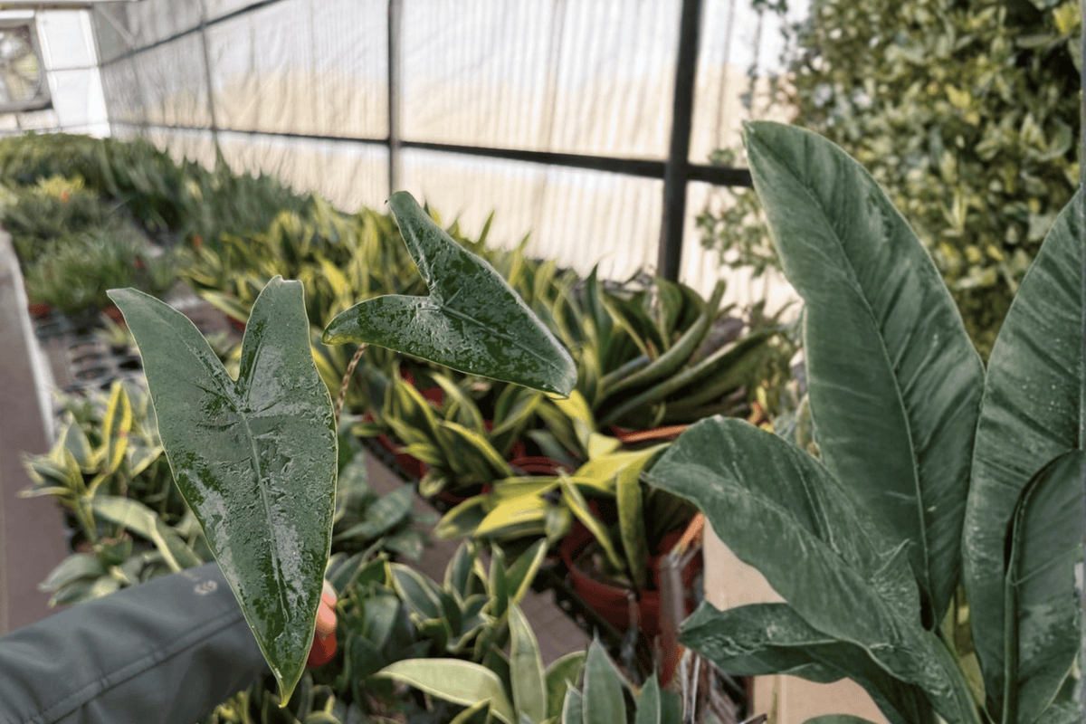 Alocasia Zebrina 2 Live Starter Plants – 2-Inch Pot Format – Alocasia zebrina